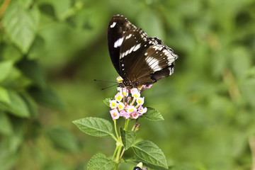 Obraz na płótnie Canvas Butterfly with flower