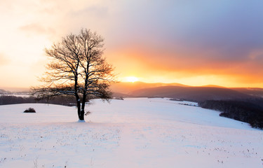 Winter mountain landscape with tree at sunset