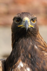 Eagle