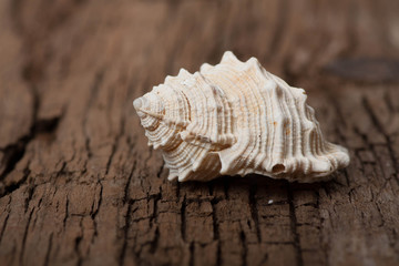 sea shell on wooden board