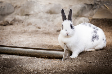 Lapin blanc avec des tâches grises