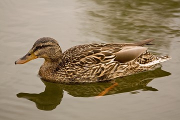 duck