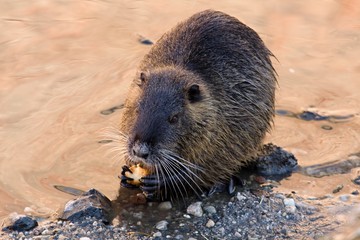 Nutria