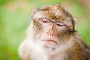 Portrait de macaque berbère