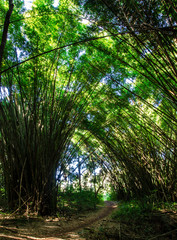 Bamboo arch.