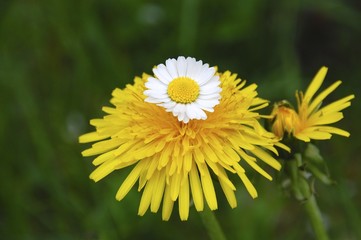 Löwenzahn und Gänseblümchen Blüten