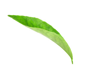 Green leaf of citrus-tree