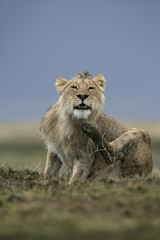 African lion,  Panthera leo