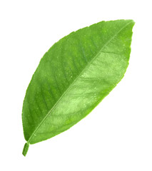 Fototapeta na wymiar Zielony liść z drzewa cytrusowe