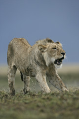 African lion,  Panthera leo