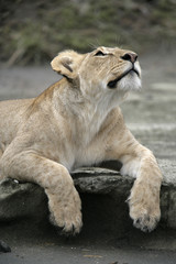 Obraz premium African lion, Panthera leo