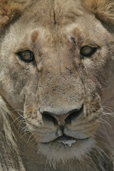 African lion,  Panthera leo