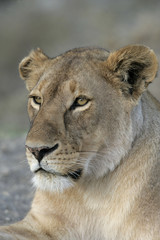 African lion,  Panthera leo