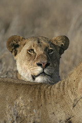African lion,  Panthera leo