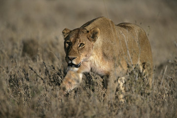 African lion,  Panthera leo