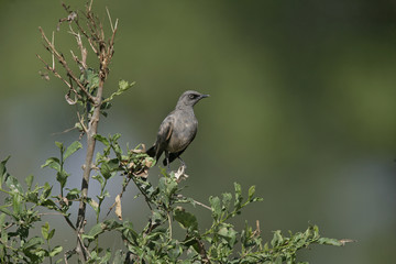 Ashy starling, Cosmopsarus unicolor