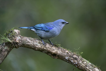 Azure-shouldered tanager, Thraupis cyanoptera