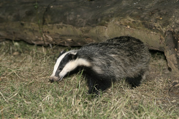 Badger,  Meles meles
