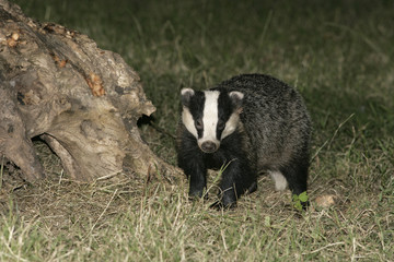 Badger,  Meles meles