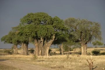 Foto auf Acrylglas Baobab Baobab tree, Adansonia digitata