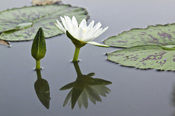 lotus in pond
