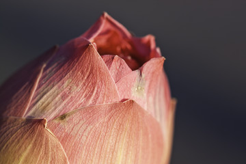 macro pink lotus
