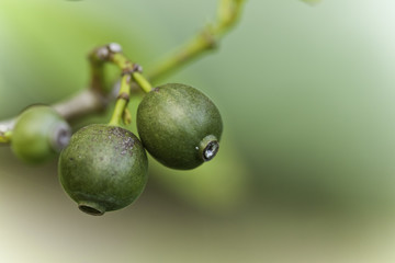 Raw fruits in the forest
