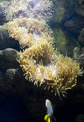 Actinia (sea anemone) and fish-angel (emperor)