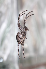 Spinne im Netz