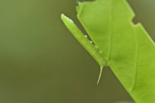 Macro caterpillar leaves