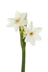 Photo sur Plexiglas Narcisse Paperwhite daffodils