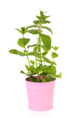 Fototapeta premium Fresh mint plant in pink pot