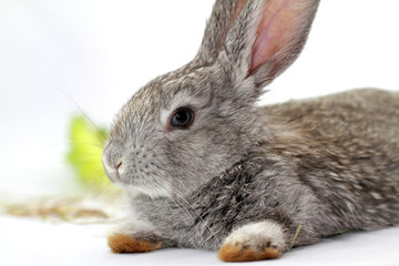 Gray rabbit