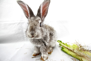Gray rabbit