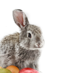 Gray rabbit