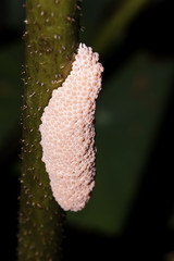 Apple snail eggs