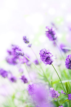 Fototapeta lavender flowers