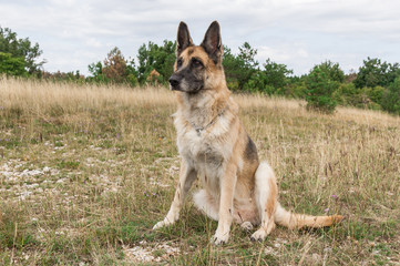German Shepherd Dog adult in a meadow