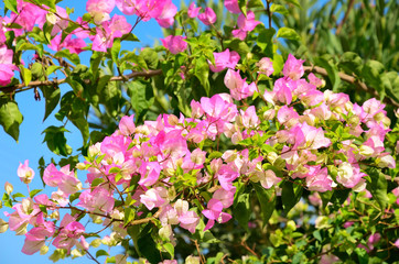 branch with pink flowers and green leaves horizontal