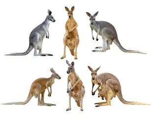 Abwaschbare Fototapete Känguru Känguru isoliert