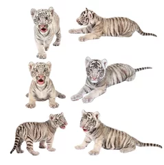 Papier Peint photo autocollant Tigre bébé tigre blanc du Bengale