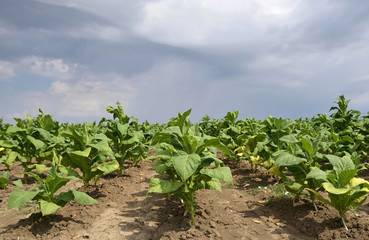 Fototapeta na wymiar Tobacco plant in the field ,dramatic sky