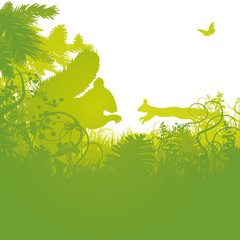 Eichh&ouml;rnchen im Nadelwald