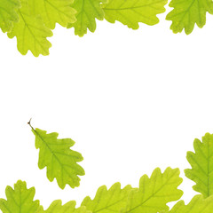 Background with green oak leaves