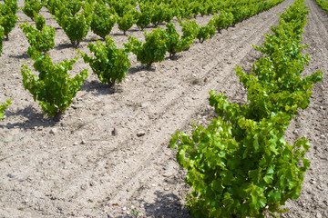 vineyard
