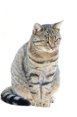 Tabby cat sitting with bent tail in studio