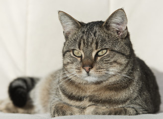 Lovely tabby cat resting on white couch