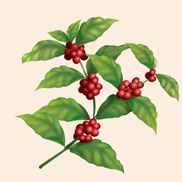 icon coffee tree branch with berries