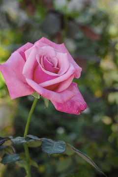 pink rose in the nature
