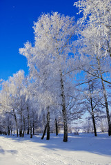 Fototapeta premium Trees in frost winter morning, on the edge of forest.